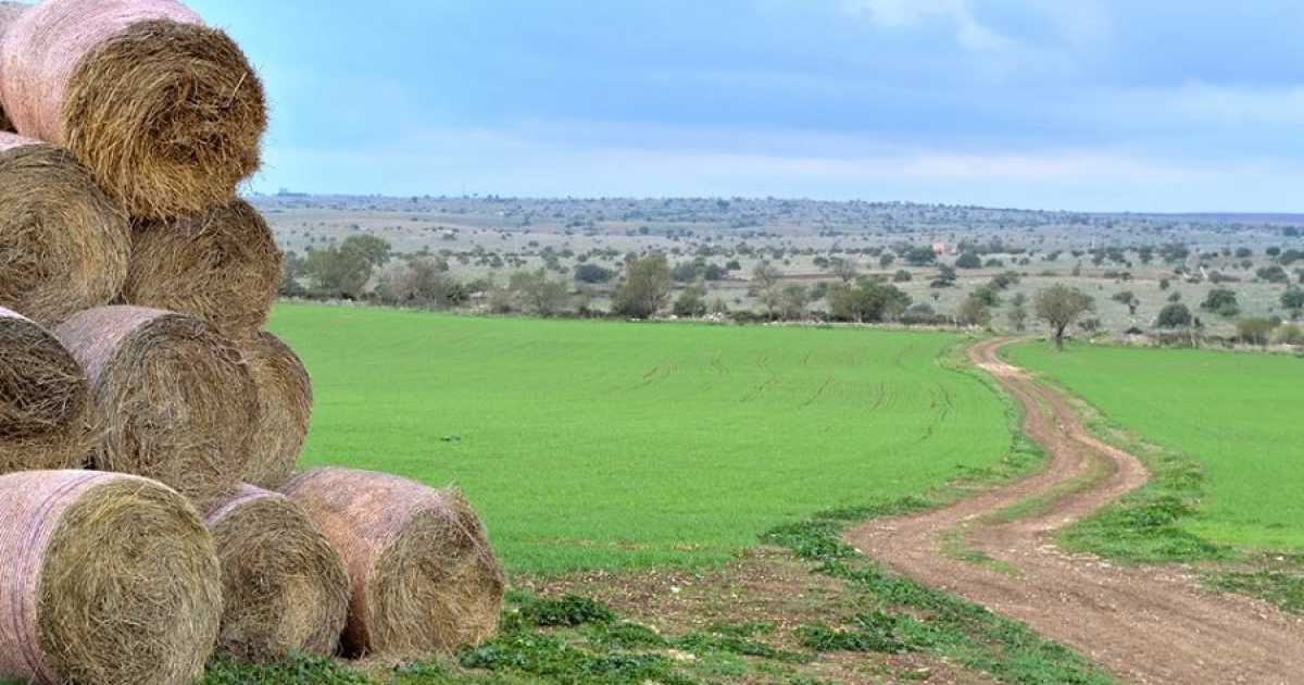 Parco dell'Alta Murgia, facile perdersi senza indicazioni: ma c'� chi ci sta pensando